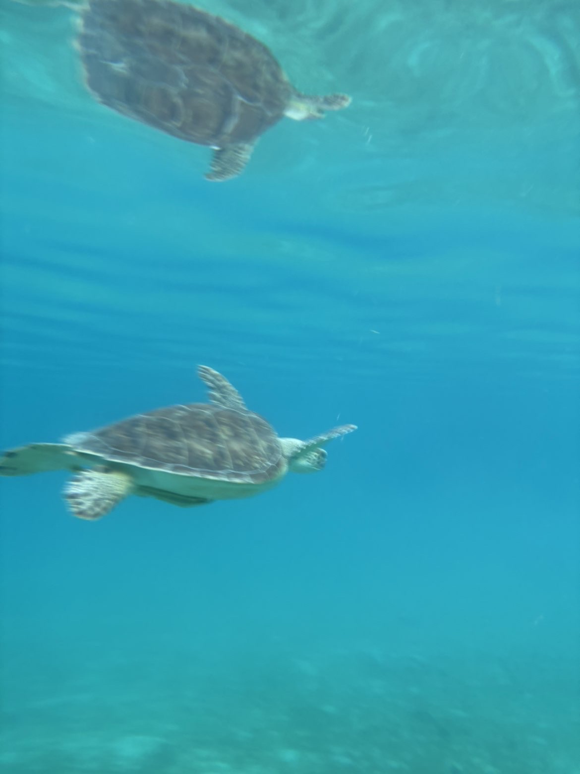 Hawksbill turtles swimming