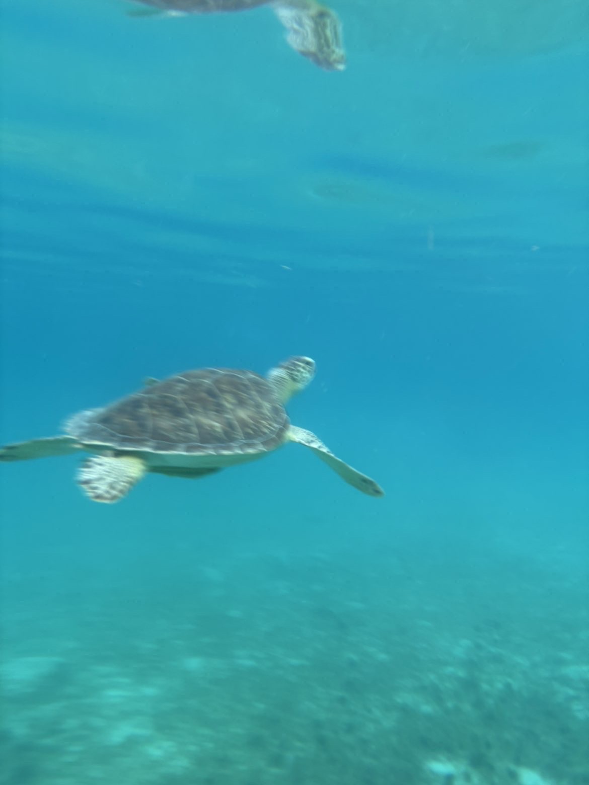 Snorkel with Turtles
